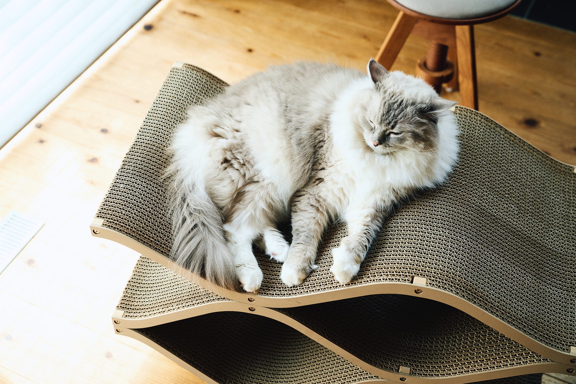 Cat Cellar thumbnail CC-03